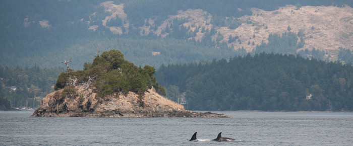 Transient Orcas the T65A’s at Canoe Island