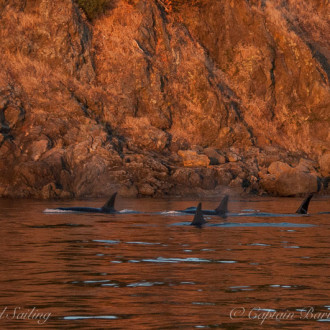 Triple hitter: minke whales, humpback whales, and L pod Southern Resident orcas