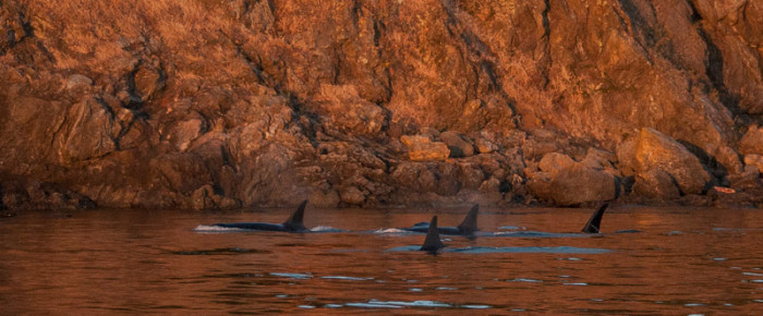 Triple hitter: minke whales, humpback whales, and L pod Southern Resident orcas