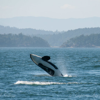 Double hitter: Sailing with Residents and Transients.