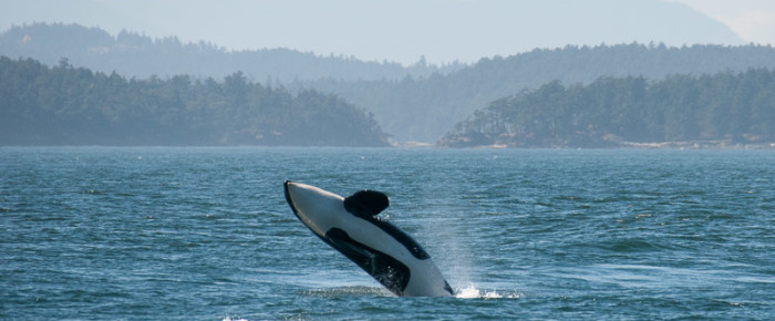 Double hitter: Sailing with Residents and Transients.