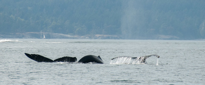 Going the extra mile for Big Mama, Zig Zag and Mama’s latest calf