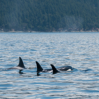 Sailing with Transient Orcas T18, T19’s, T99’s, T38’s, T36 and T36B’s