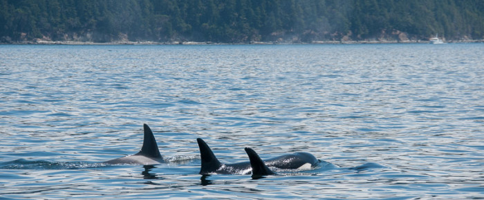 Sailing with Transient Orcas T18, T19’s, T99’s, T38’s, T36 and T36B’s