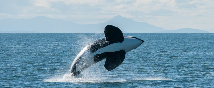 Sail to Transient Orca T party