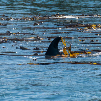 Transient Orca family T65As – regular visitors to Friday Harbor