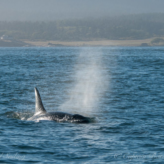 K12s and 13s foraging in False Bay