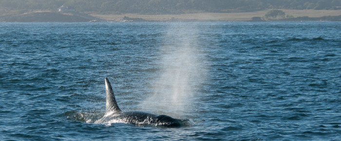 K12s and 13s foraging in False Bay K12s and 13s foraging in False Bay