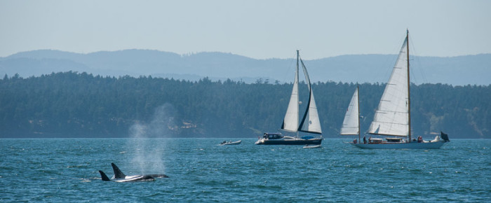 Morning Sail North with the K12’s and K13’s