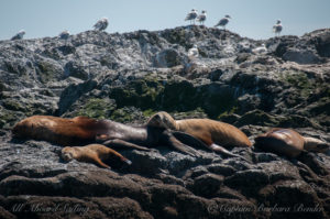 Sleepy Sea Lions - check out the little tiny one