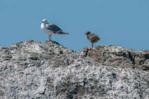 Mom and baby gull