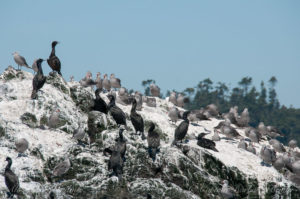 Pelagic and Brandt's Comorants and Heermann's gulls on Whale Rocks