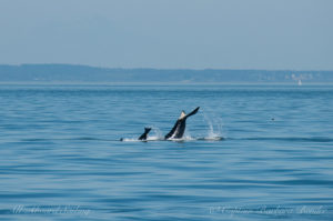 Mom and calf tail lobs