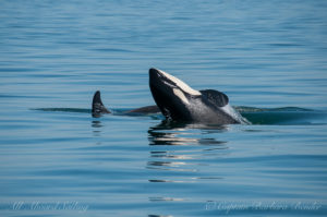 J46 Star playing with her uncle J44 Moby who is a few months older than she is