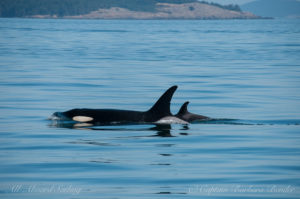 J28 Polaris and her calf J54 (the youngest member of J pod)