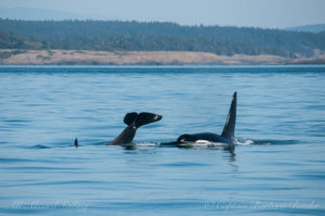 J39 Mako doing a tail lob beside his brother J27 Blackberry