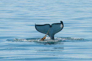 J27 Blackberry "kelping"