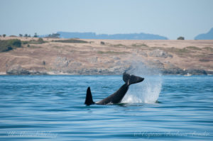 J27 - a big whale doing a big tail lob