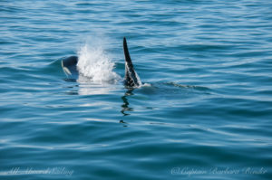 J27 exhaling before breaking the surface