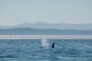 L84 Nyssa, one of rogue whales we rarely see. Born 1990 lost all of his family, the L9 Matrilineal, and now travels with L54, Ino, (39 year old female) - adopted into her family.