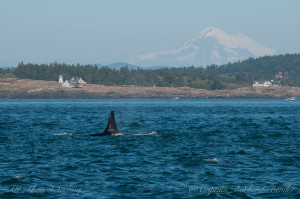L88 Wavewalker, another of the rogue whales we rarely see. L88 (born 1993) lost all of his family, the L2 matriline, and now travels with L54, Ino, (39 year old female) who lost her first born son at 13 years old. He was an uncle to L98 Luna.
