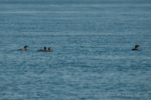 Common Loons