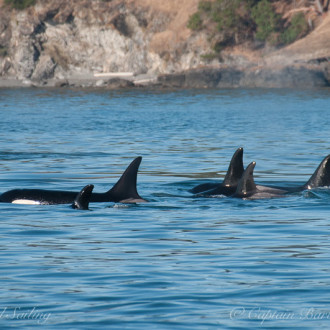 Under sail with social traveling orca whales