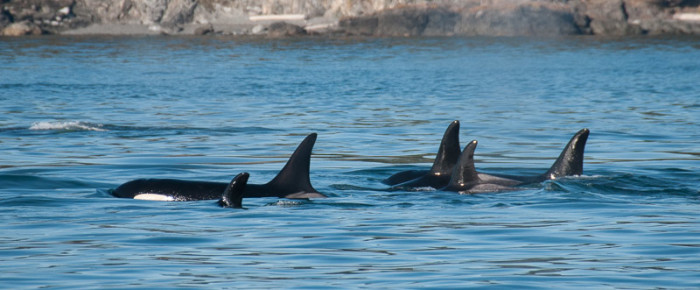 Under sail with social traveling orca whales