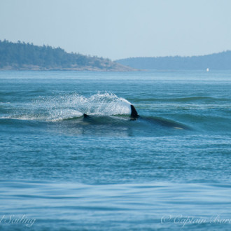 L pod surfs container ship wake