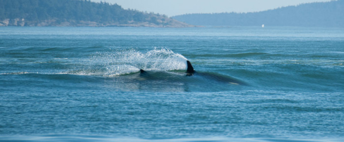 L pod surfs container ship wake
