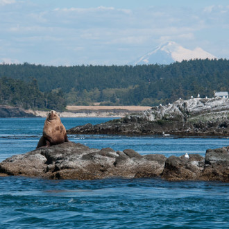 Around Lopez Island with the T18/19 Transient Orcas