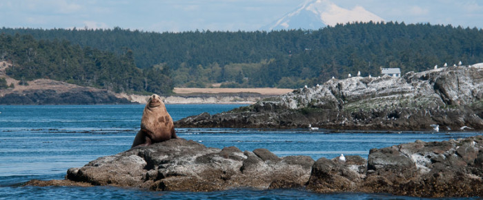 Around Lopez Island with the T18/19 Transient Orcas Around Lopez Island with the T18/19 Transient Orcas