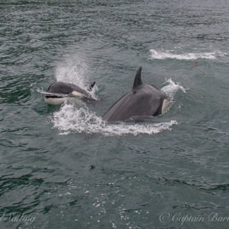 Transient Orcas T99’s and T36B’s circumnavigated Spieden Island twice