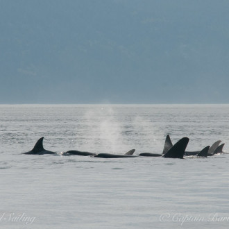 To infinity and beyond with a boat load of transient orcas