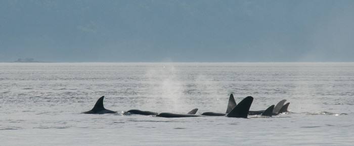 To infinity and beyond with a boat load of transient orcas