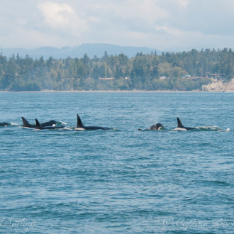 Sailing with a super pod of transient orcas