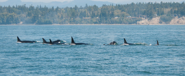Sailing with a super pod of transient orcas