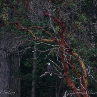 A quick morning outing with Transient orcas, and an afternoon with lots of wildlife