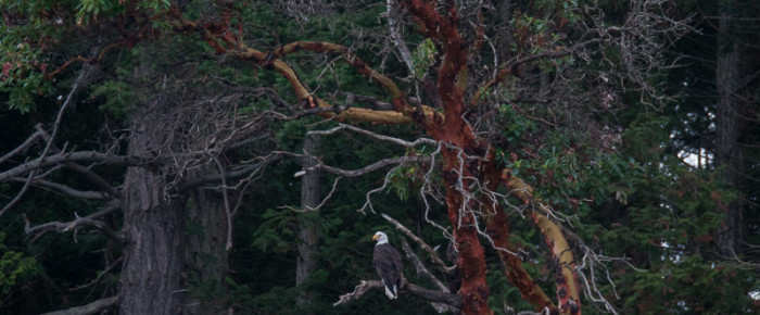 A quick morning outing with Transient orcas, and an afternoon with lots of wildlife