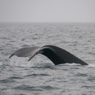 Happy with Humpbacks