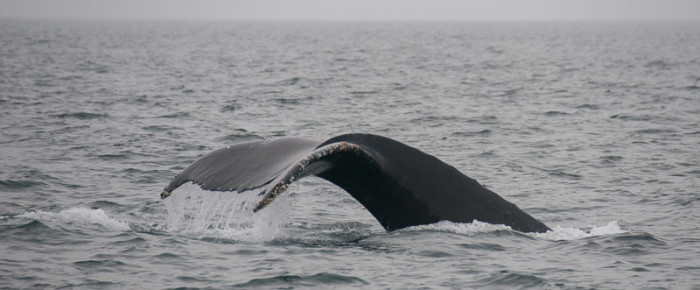 Happy with Humpbacks