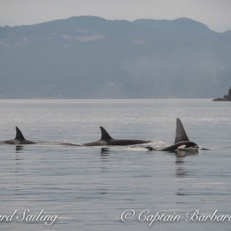 Sailing with Transient Killer Whales – the T60’s
