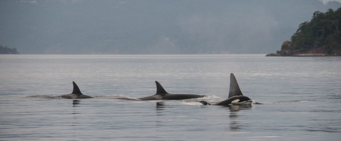 Sailing with Transient Killer Whales – the T60’s