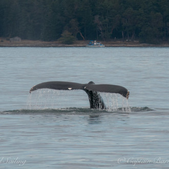Another Humpback Whale in our neck of the woods