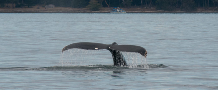 Another Humpback Whale in our neck of the woods