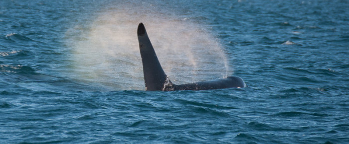 An epic encounter with the Southern Resident L12’s