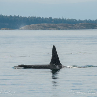 A nice encounter with Southern Resident members from K Pod