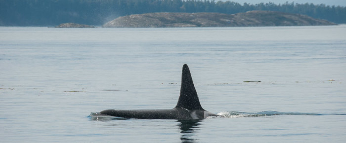 A nice encounter with Southern Resident members from K Pod
