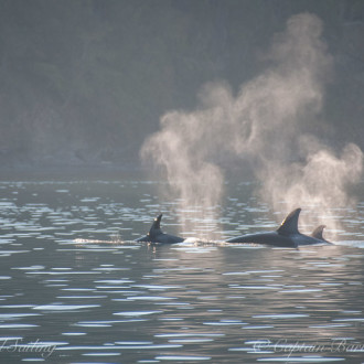 Incredible encounter with transient orcas T36A’s and T65B’s