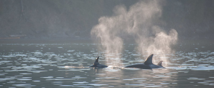 Incredible encounter with transient orcas T36A’s and T65B’s